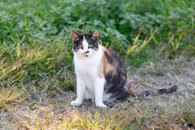 草むらで座る三毛猫 の写真素材 イラスト素材 アマナイメージズ