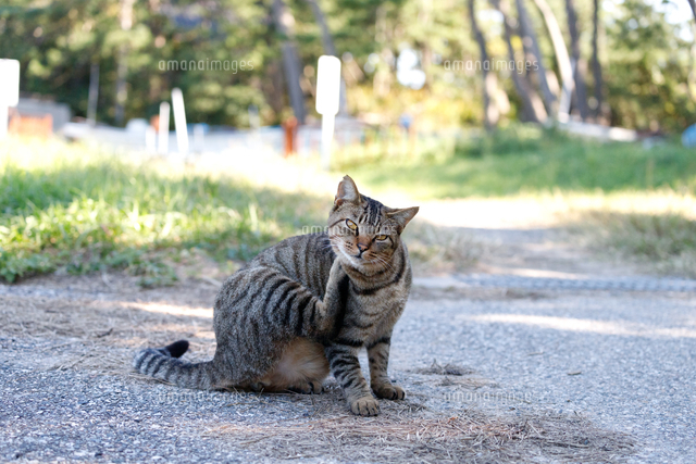 猫　毛づくろい 猫の毛づくろい | カプセルコレクション | 株式会社ターリン