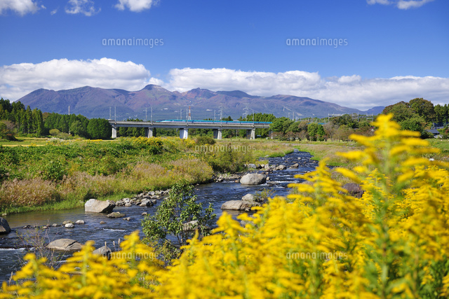 東北新幹線と那須岳と余笹川に咲くセイタカアワダチソウ の写真素材 イラスト素材 アマナイメージズ