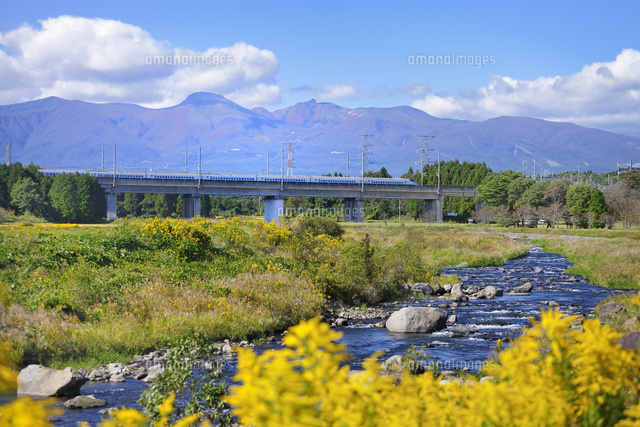 東北新幹線と那須岳と余笹川に咲くセイタカアワダチソウ の写真素材 イラスト素材 アマナイメージズ