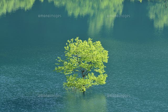 水辺の新緑の木立 一本の木 の写真素材 イラスト素材 アマナイメージズ