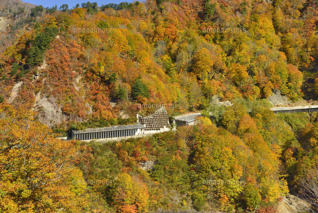 田子倉湖付近の紅葉と国道252号 の写真素材 イラスト素材 アマナイメージズ