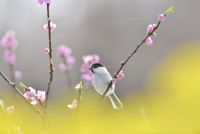 コガラと桃の花と菜の花 の写真素材 イラスト素材 アマナイメージズ