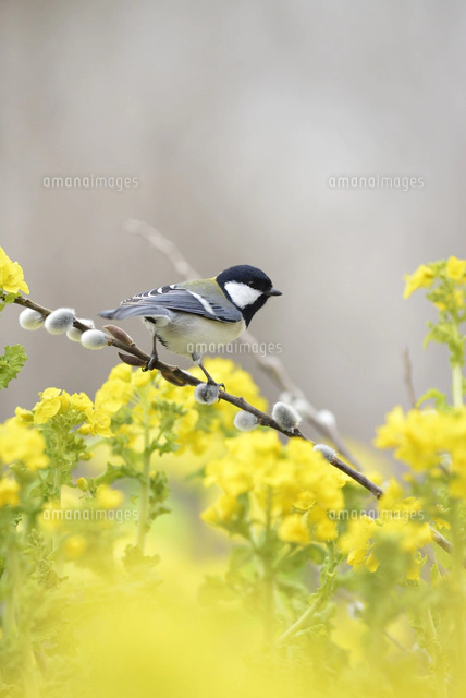 コガラと桃の花と菜の花 の写真素材 イラスト素材 アマナイメージズ