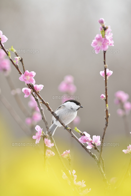 コガラと桃の花と菜の花 の写真素材 イラスト素材 アマナイメージズ