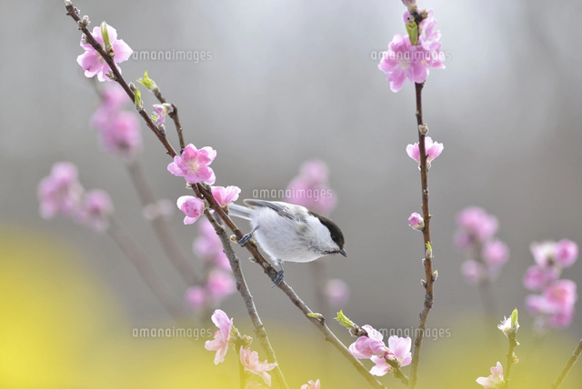 コガラと桃の花と菜の花 の写真素材 イラスト素材 アマナイメージズ