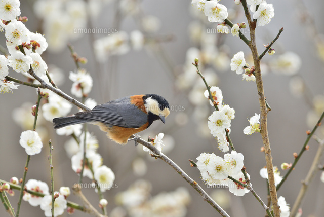 梅の花と小鳥 ヤマガラ の写真素材 イラスト素材 アマナイメージズ