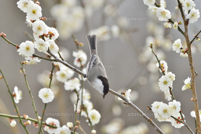 梅の花と小鳥（シジュウカラ）[10597001507]の写真・イラスト素材