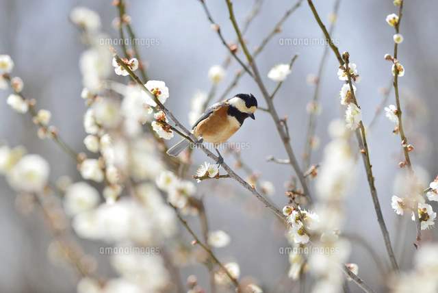 梅の花と小鳥（シジュウカラ）[10597001507]の写真・イラスト素材