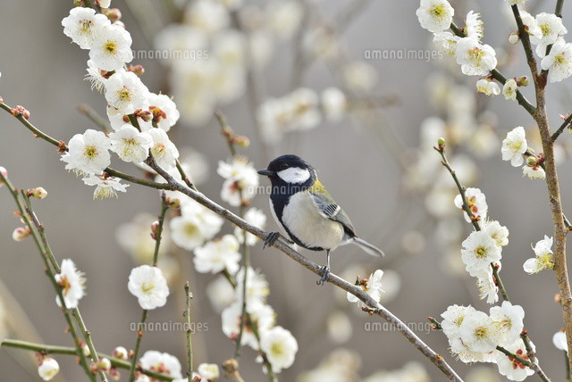 『梅とシジュウカラ』 梅とシジュウカラ』