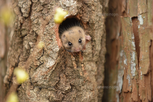 巣穴から顔を出すヤマネ[10597001986]の写真・イラスト素材｜アマナ