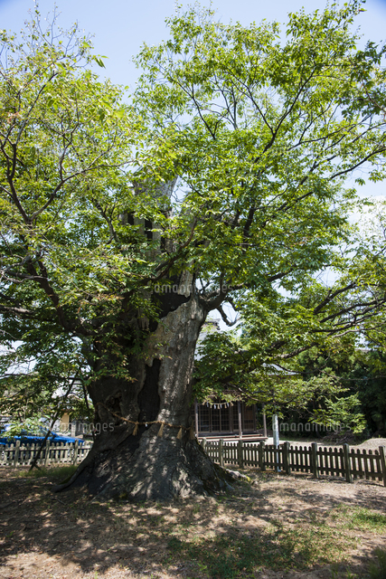 賀茂神社の大ケヤキ の写真素材 イラスト素材 アマナイメージズ