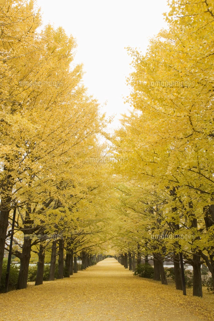『秋の銀杏並木』 東京の秋 #東京駅 #銀杏並木