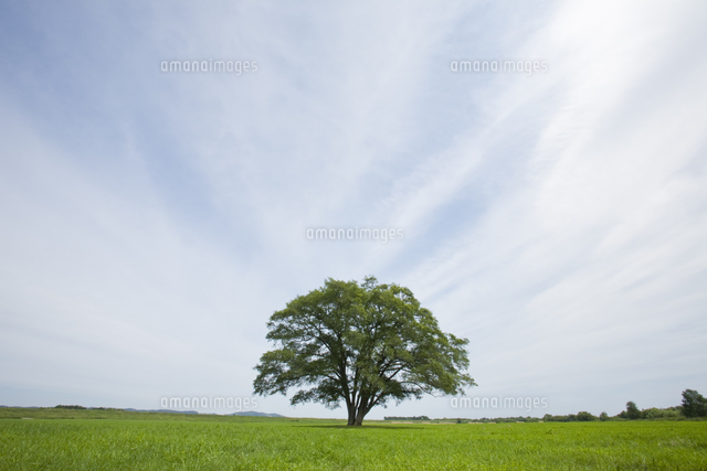 大木と草原 の写真素材 イラスト素材 アマナイメージズ