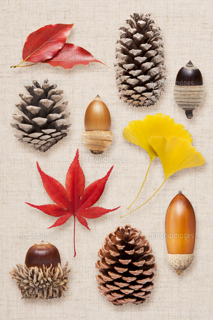 木の実 の写真素材 イラスト素材 アマナイメージズ