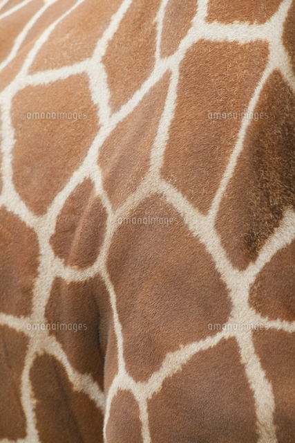 キリンの模様[10610002434]の写真・イラスト素材｜アマナイメージズ