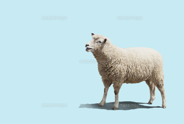 メーと鳴くひつじ の写真素材 イラスト素材 アマナイメージズ