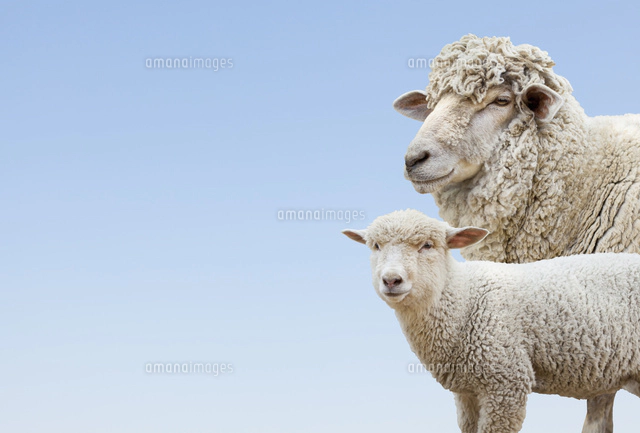 ひつじの親子[10610002769]の写真・イラスト素材｜アマナイメージズ