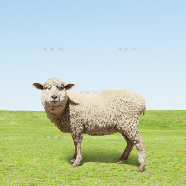 羊 の写真素材 イラスト素材 アマナイメージズ