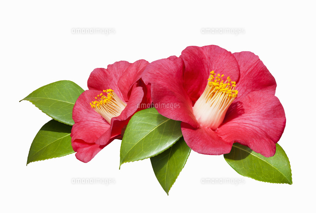 赤いつばきの花 の写真素材 イラスト素材 アマナイメージズ