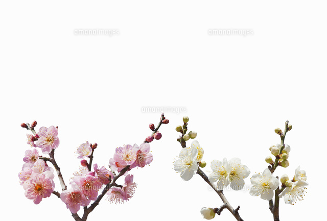 紅梅と白梅[10610002924]の写真・イラスト素材｜アマナイメージズ