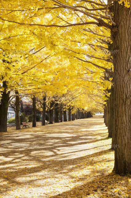 紅葉した銀杏並木 の写真素材 イラスト素材 アマナイメージズ