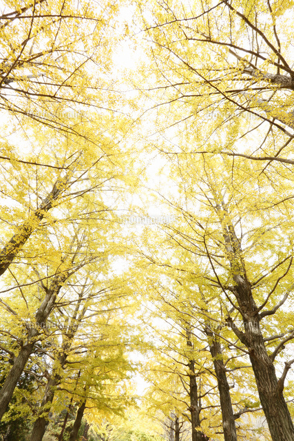 下から見上げたイチョウ並木 の写真素材 イラスト素材 アマナイメージズ
