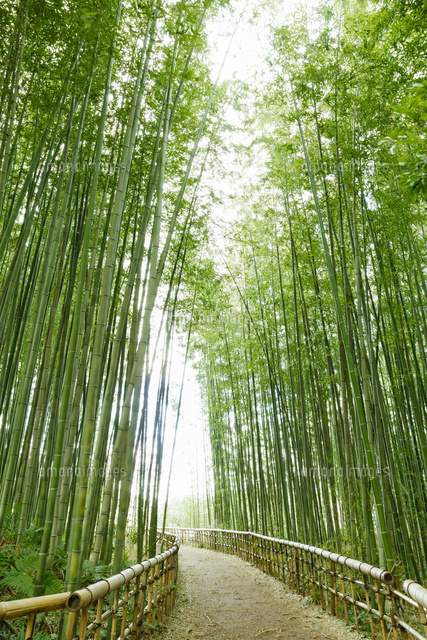 竹林 の写真素材 イラスト素材 アマナイメージズ