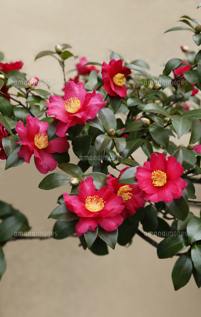 サザンカ の写真素材 イラスト素材 アマナイメージズ