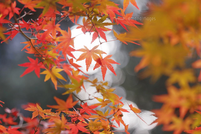 紅葉紅葉 紅葉の見頃となりました 2024年10月29日撮影 – 【公式】草津温泉 草津