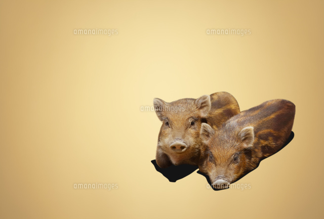 横になる2匹のこどものイノシシ[10610004235]の写真・イラスト素材
