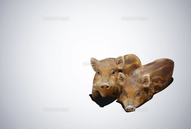 横になる2匹のこどものイノシシ[10610004235]の写真・イラスト素材