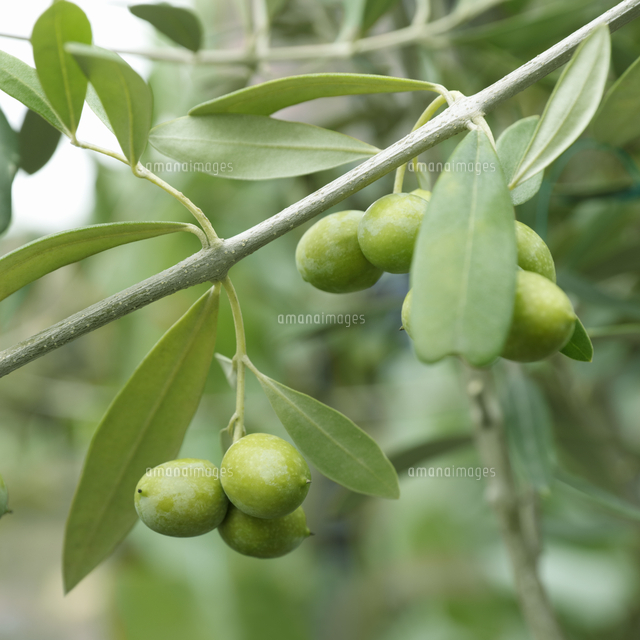 オリーブの木の実 の写真素材 イラスト素材 アマナイメージズ
