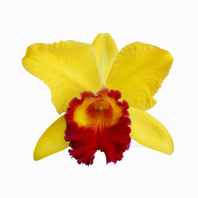 カトレアの花[10610004632]の写真・イラスト素材｜アマナイメージズ