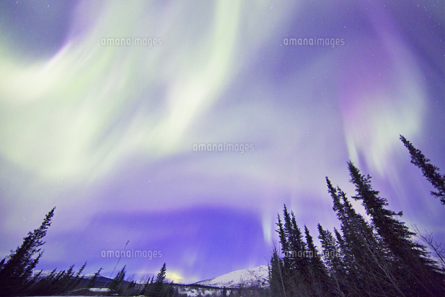 オーロラと木 の写真素材 イラスト素材 アマナイメージズ