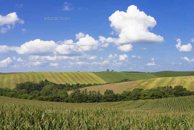 丘の町美瑛のパッチワークの路 の写真素材 イラスト素材 アマナイメージズ