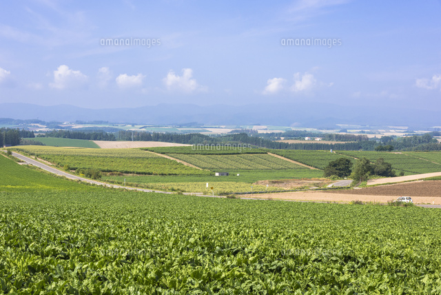 丘の町美瑛のパノラマロード の写真素材 イラスト素材 アマナイメージズ