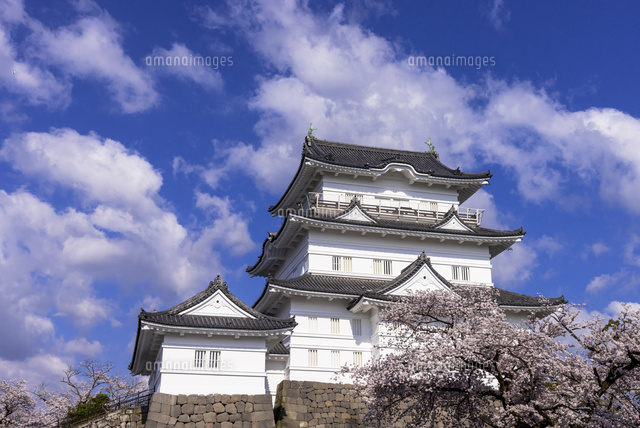 桜咲く小田原城址公園の小田原城 の写真素材 イラスト素材 アマナイメージズ
