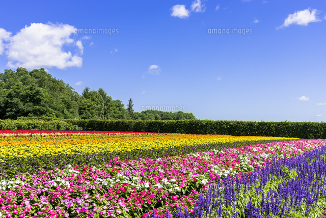花人街道 中富良野のファーム富田 お花畑 の写真素材 イラスト素材 アマナイメージズ