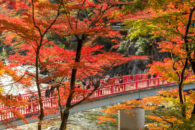 紅葉美しい香嵐渓の秋 の写真素材 イラスト素材 アマナイメージズ