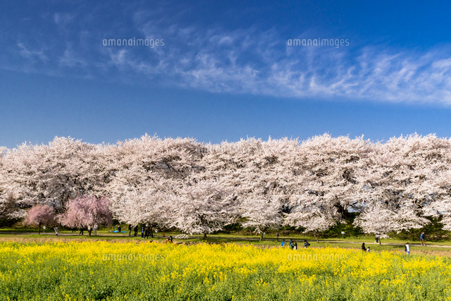 幸手市 権現堂堤の満開の桜と菜の花[10616009860]の写真