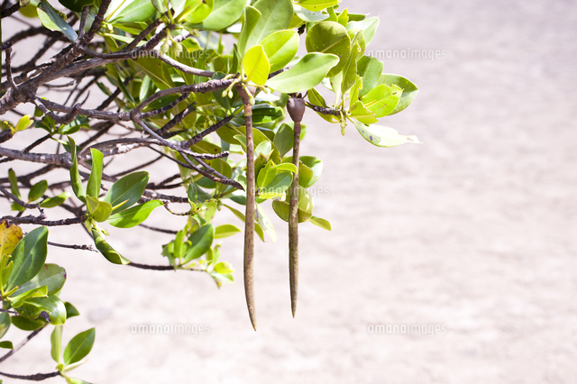 マングローブの苗 の写真素材 イラスト素材 アマナイメージズ