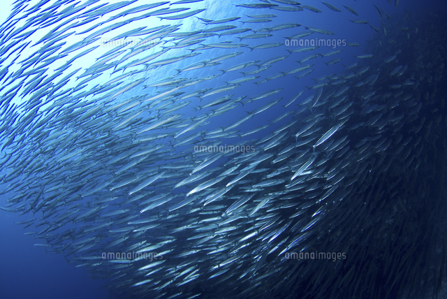 カマスの大群 の写真素材 イラスト素材 アマナイメージズ