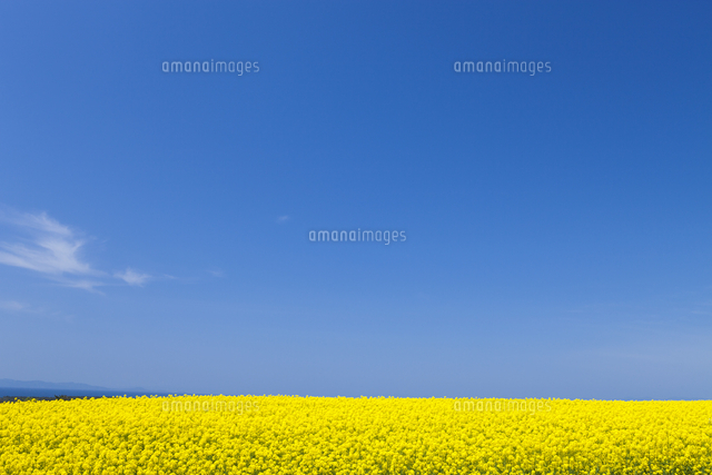 横浜町の菜の花畑 の写真素材 イラスト素材 アマナイメージズ