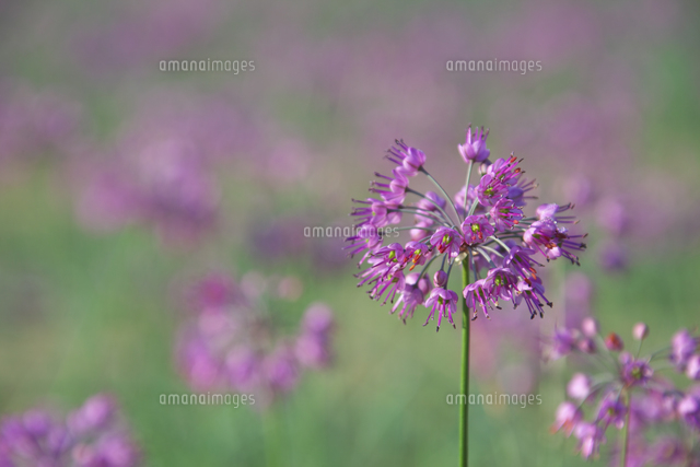 ラッキョウの花 の写真素材 イラスト素材 アマナイメージズ