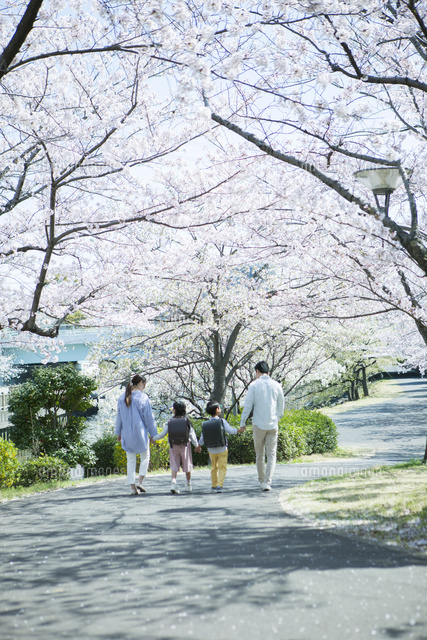 桜の木の下を歩く幸せな家族の後ろ姿 の写真素材 イラスト素材 アマナイメージズ