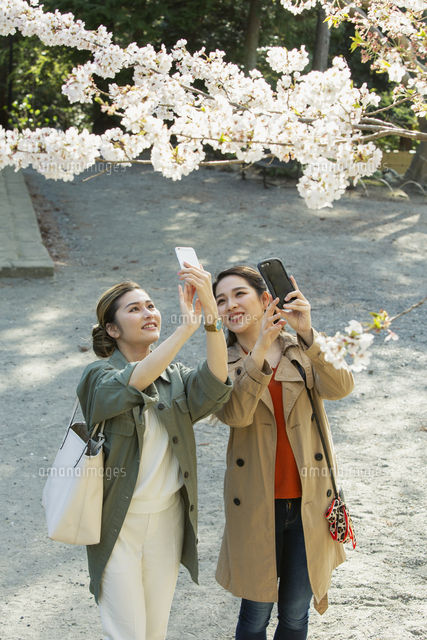 桜の木の写真を撮る代女性2人 の写真素材 イラスト素材 アマナイメージズ