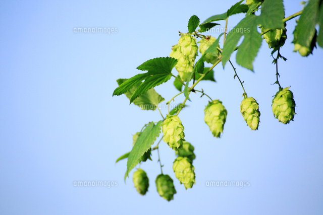 ホップ の写真素材 イラスト素材 アマナイメージズ