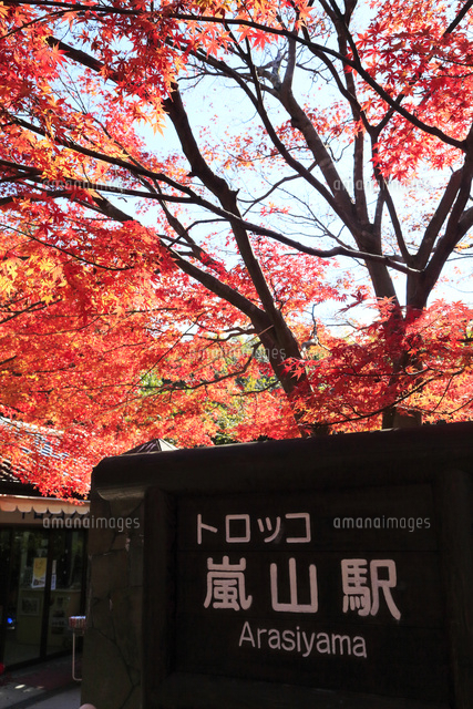 紅葉したトロッコ嵐山駅 の写真素材 イラスト素材 アマナイメージズ
