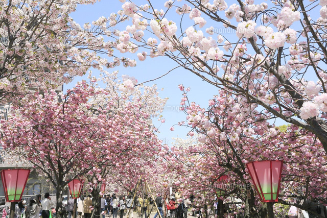 大阪造幣局 桜の通り抜け[10630005592]の写真・イラスト素材